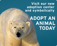 Symbolically adopt an animal today